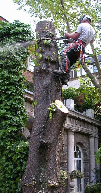 Tree Surgery Ealing